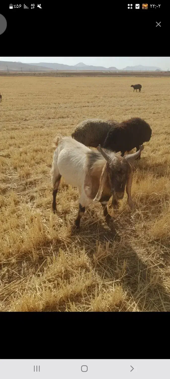 بزنر(تکه)|حیوانات مزرعه|طارم, |دیوار