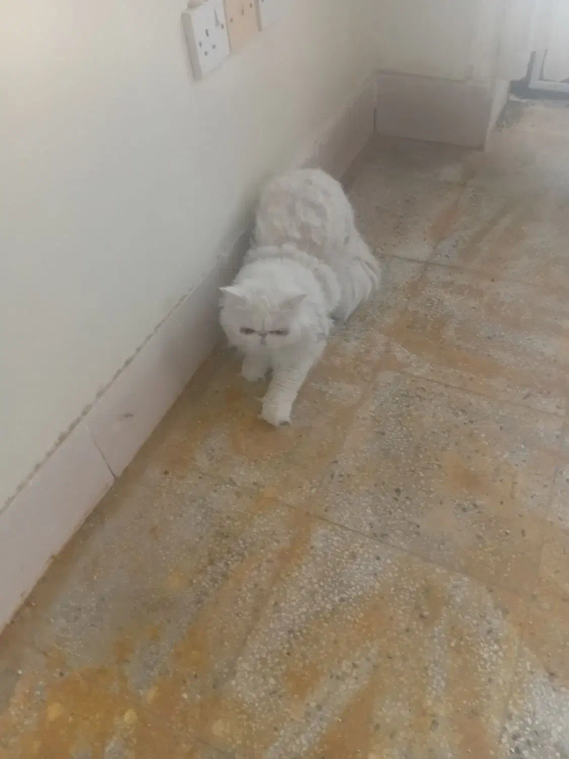 فروش گربه خونگی|گربه|بندر دیر, |دیوار