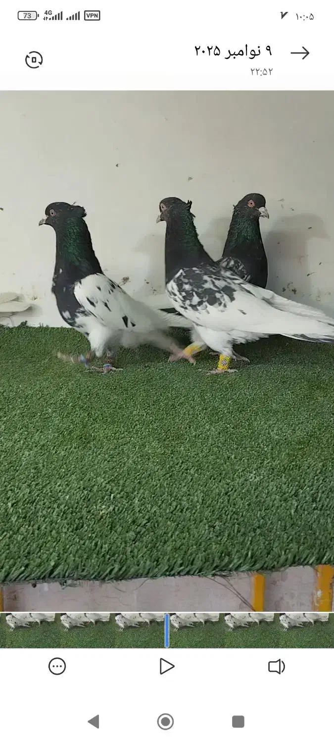 کفتر کله ، دم سفید ، خطی|پرنده|مشهد, ویلاشهر|دیوار