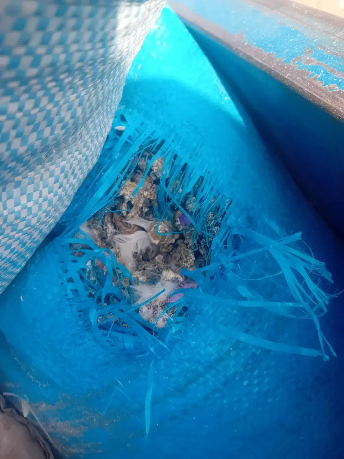 کود کبوتر خشک همیشه موجود|خدمات باغبانی و درختکاری|صوفیان, |دیوار