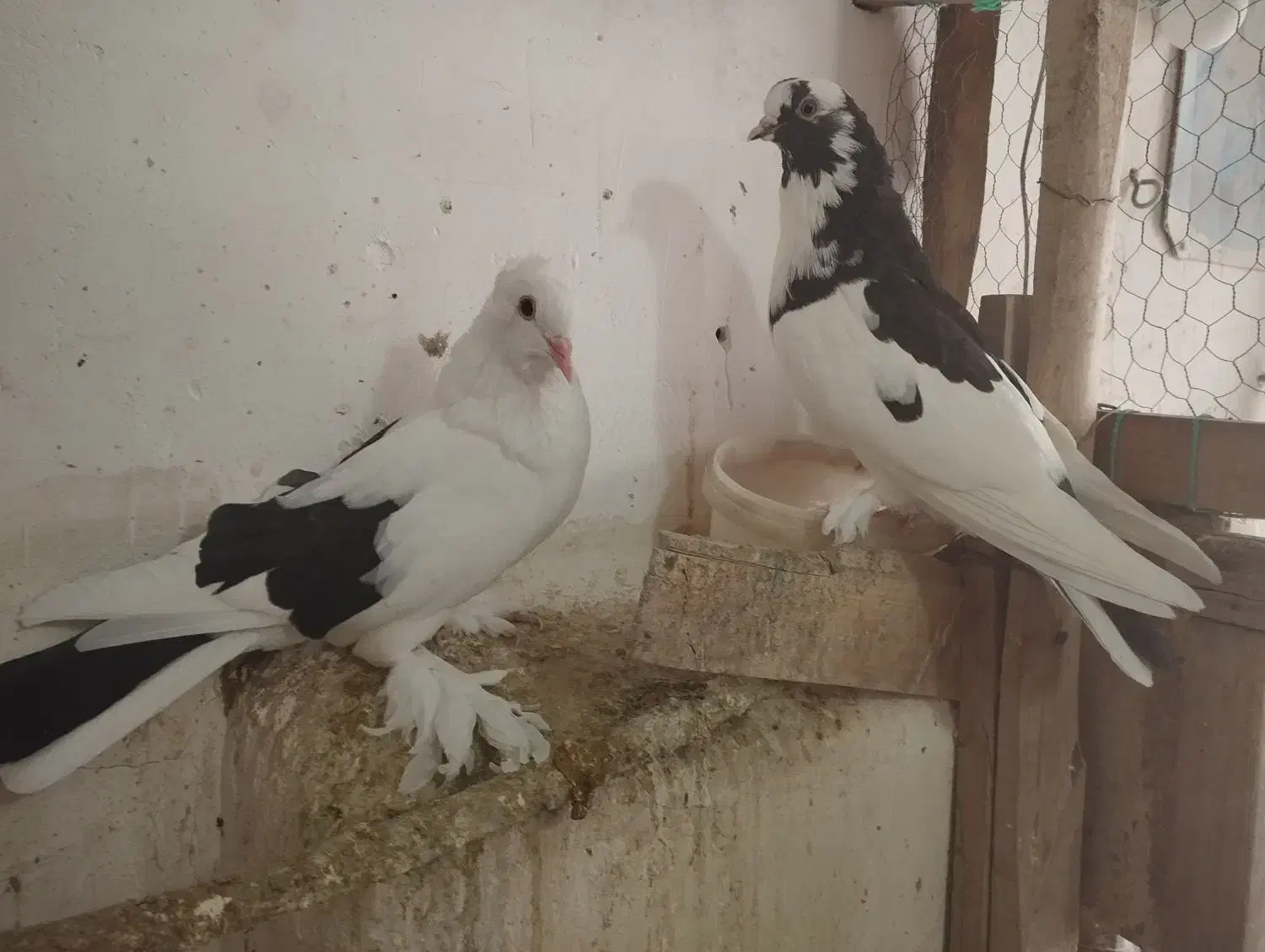 کفتر|پرنده|قم, نوبهار|دیوار