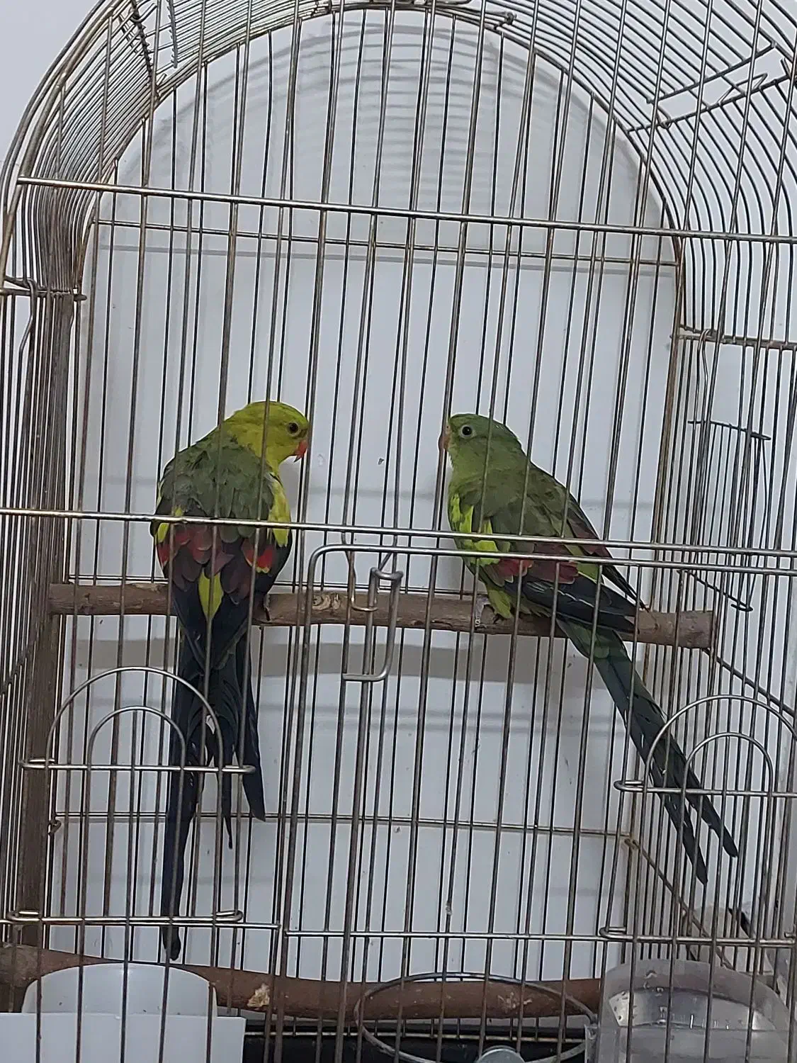 فروش جفت طوطی کمیاب نائب السلطنه|پرنده|تهران, شهرآرا|دیوار