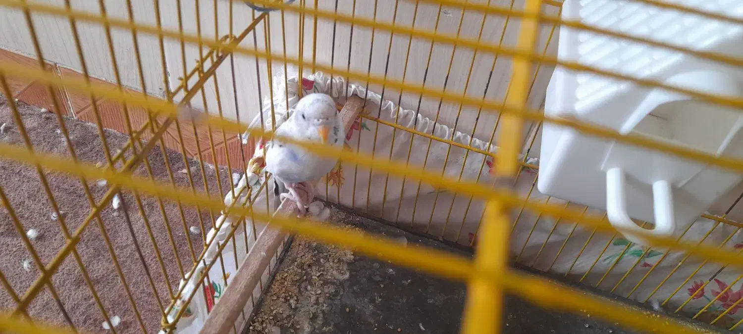 مرغ عشق|پرنده|سبزوار, غرب نیروگاه|دیوار