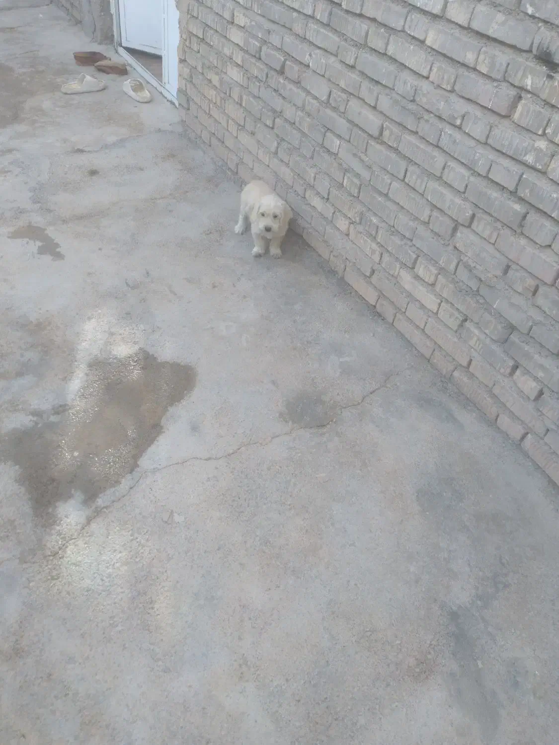 توله سگ کوچک|سگ|آباده, |دیوار