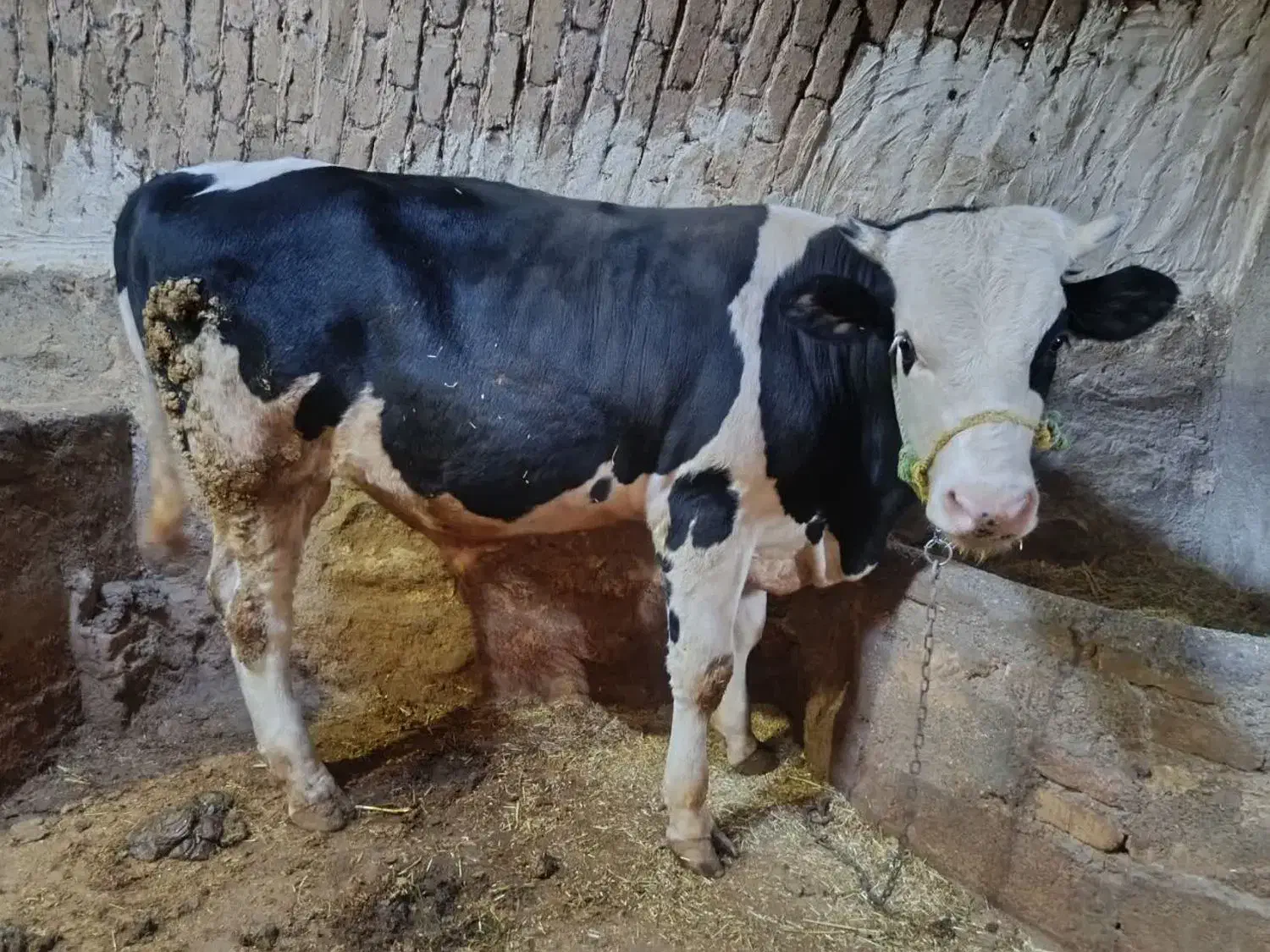 گوساله|حیوانات مزرعه|بروجرد, |دیوار