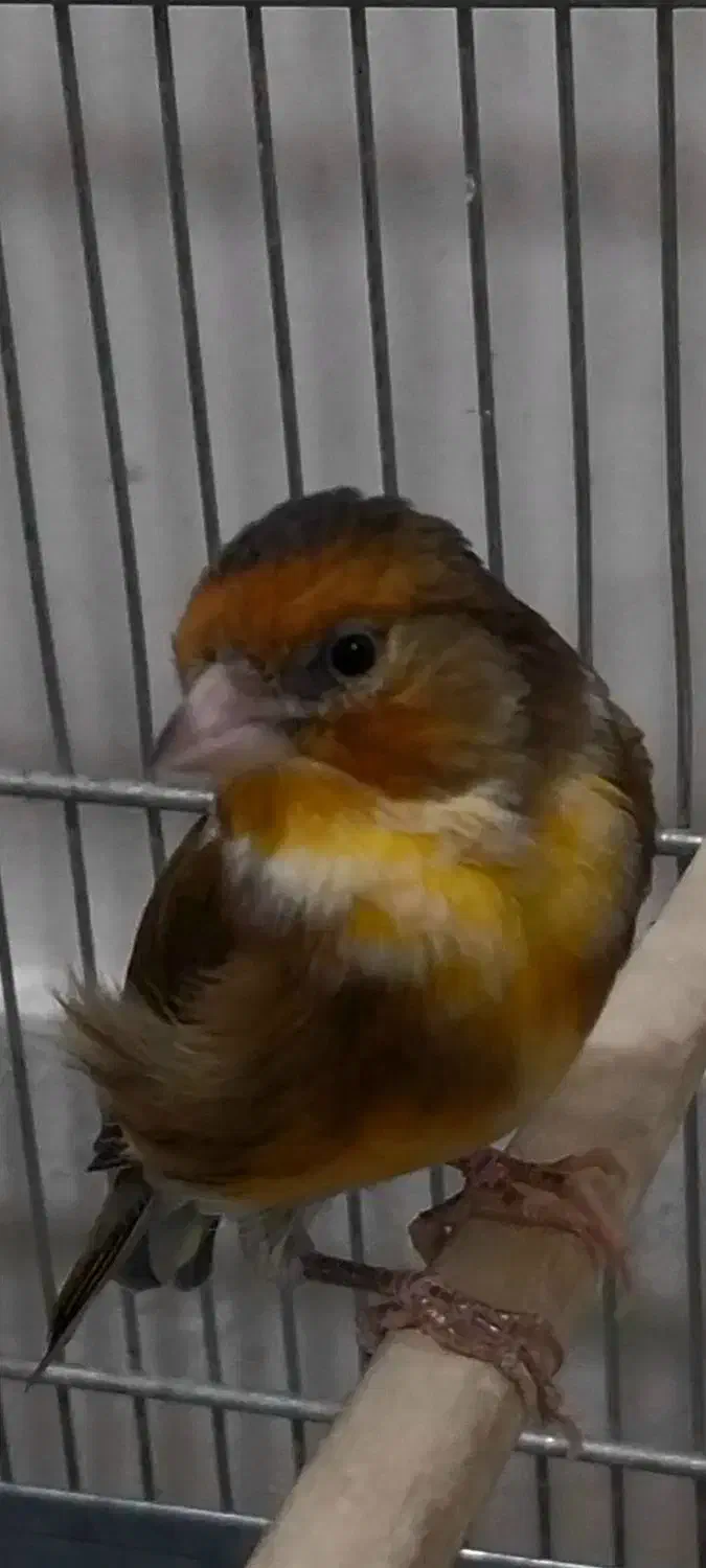 سهره قناری سرخ ابلغ دهن سهره|پرنده|تهران, دژکام|دیوار