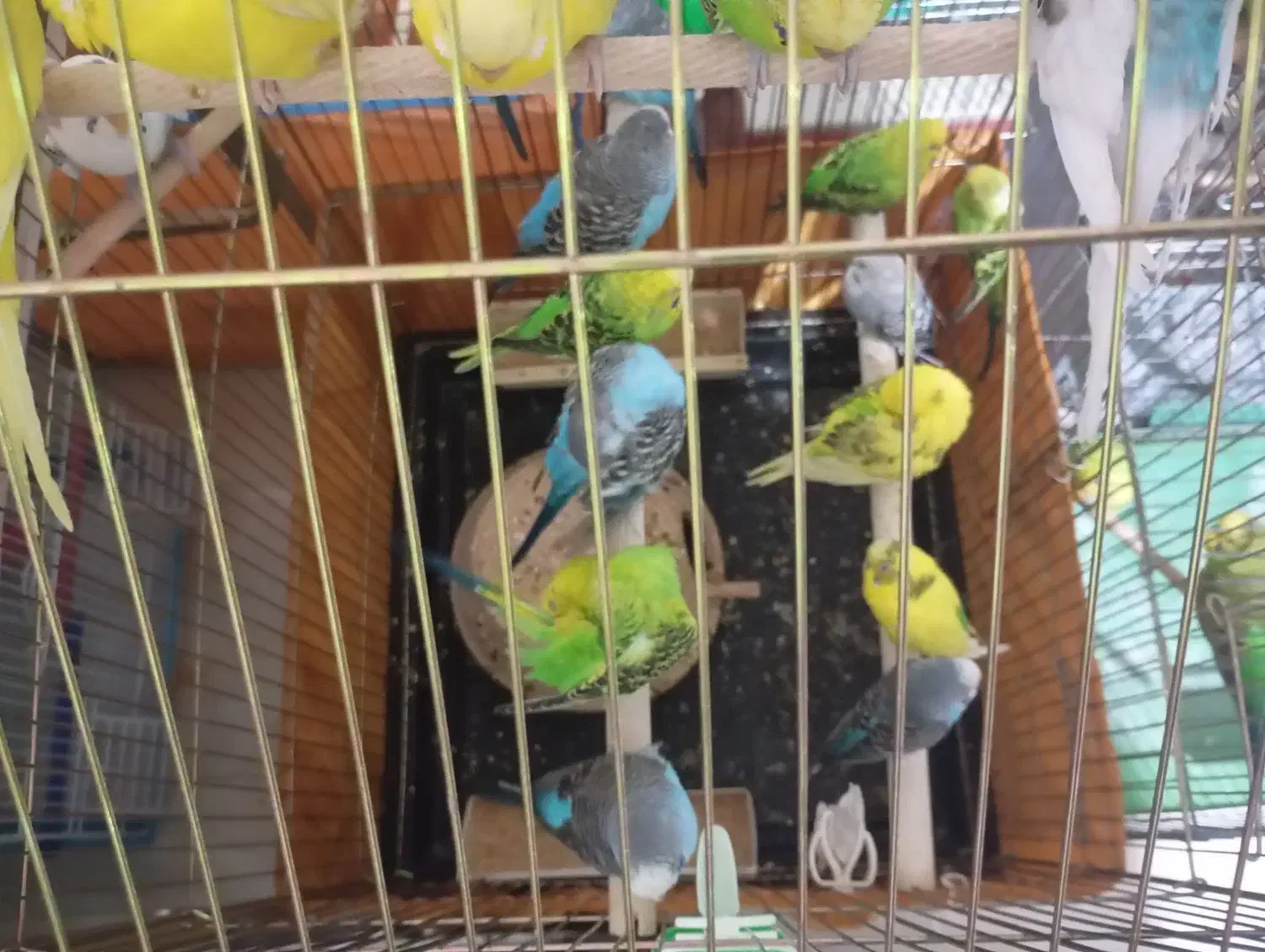 مرغ عشق صاف و کشیده سالم و سلامت|پرنده|تهران, افسریه جنوبی|دیوار