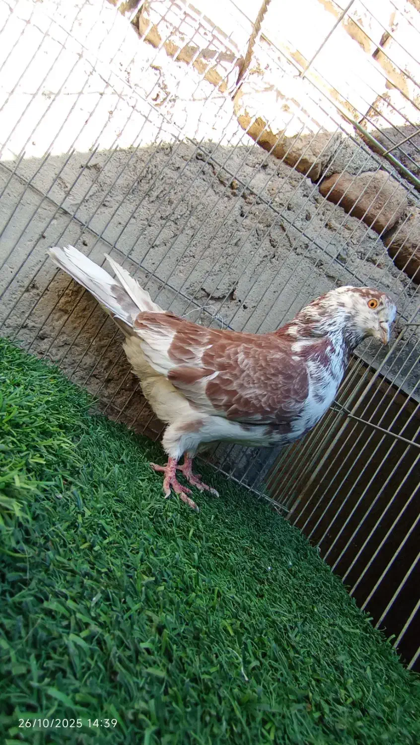 کفتر معامله یا معاوضه با کله ای|پرنده|بافت, |دیوار