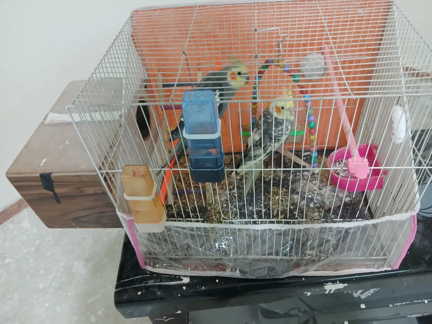 عروس هلندی|پرنده|چناران, |دیوار