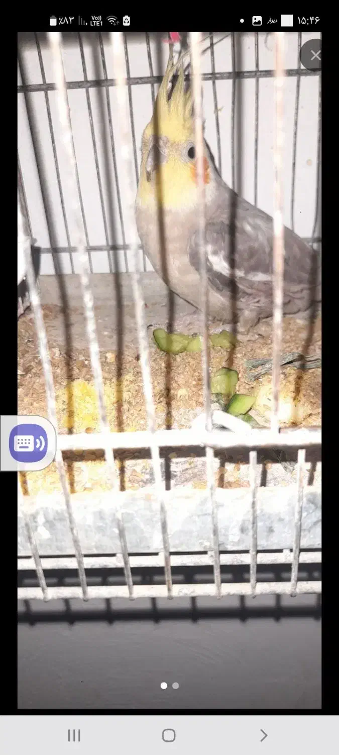 عروس هلندی|پرنده|نسیمشهر, |دیوار