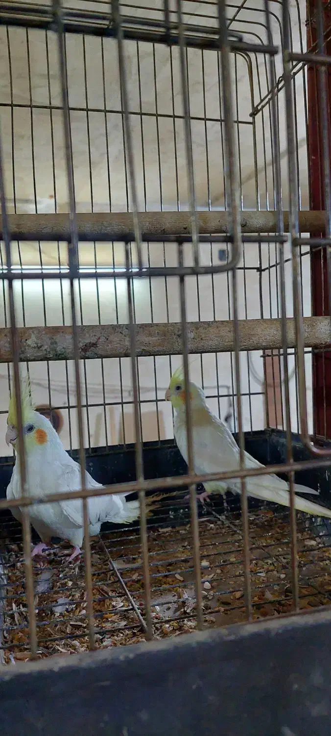 عروس هلندی ۲تا|پرنده|قم, کاسه گران|دیوار