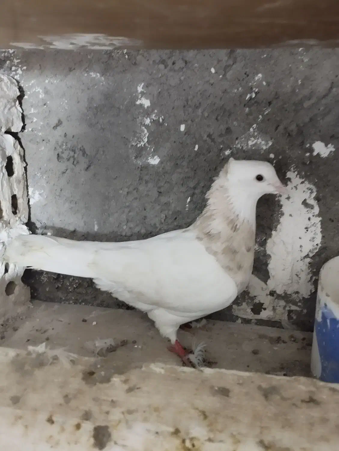 طوقی هفت رنگ|حیوانات|مشهد, شاهد (شهرک غرب)|دیوار