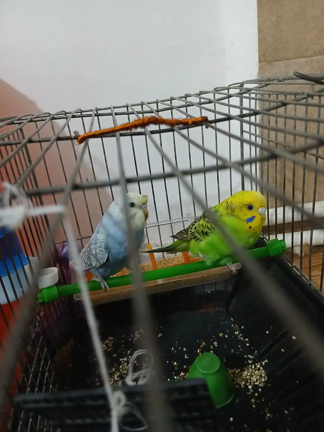 مرغ عشق معاوضه هم دارم با عروس هلندی|پرنده|نورآباد, |دیوار