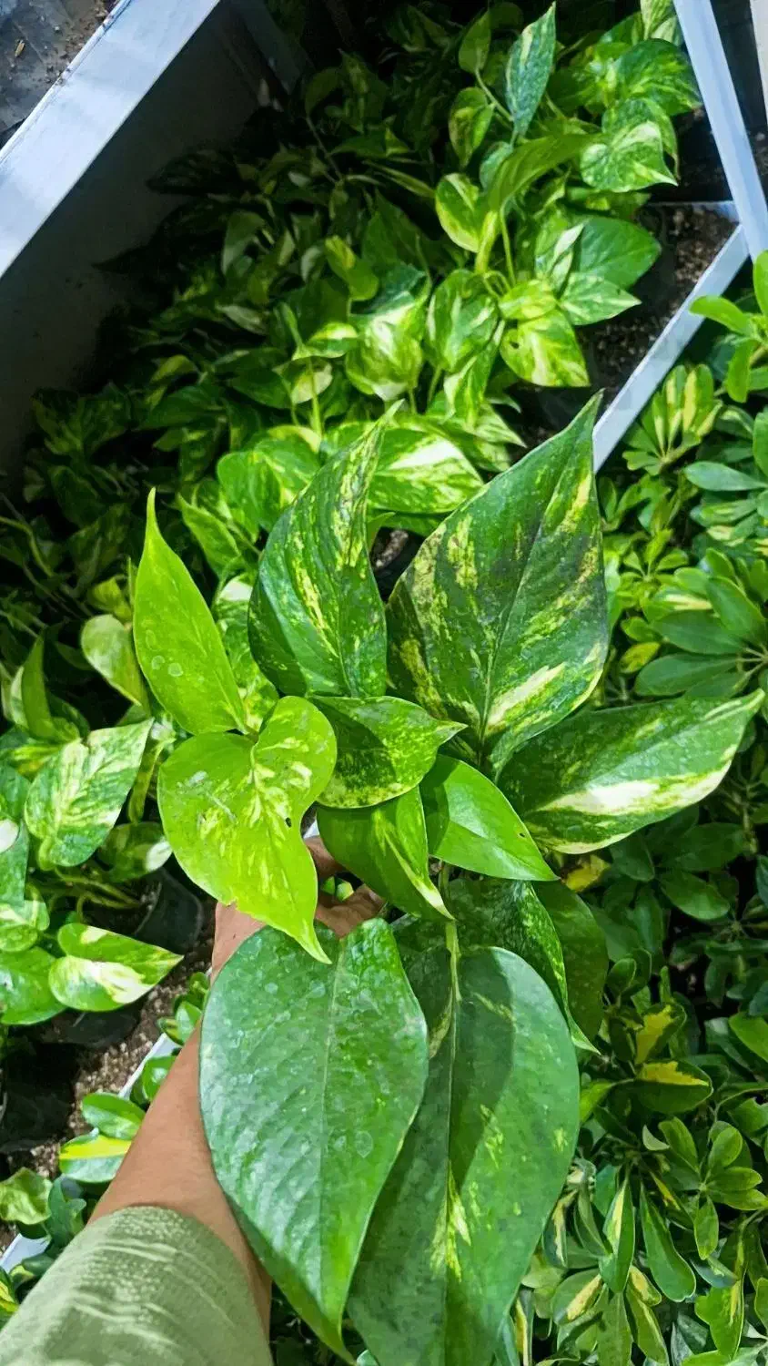 پتوس پرریشه ۶۵ت|گل و گیاه طبیعی|بیرجند, |دیوار