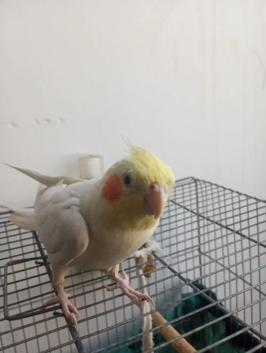 عروس هلندی سخنگو|پرنده|حمیدیا, |دیوار