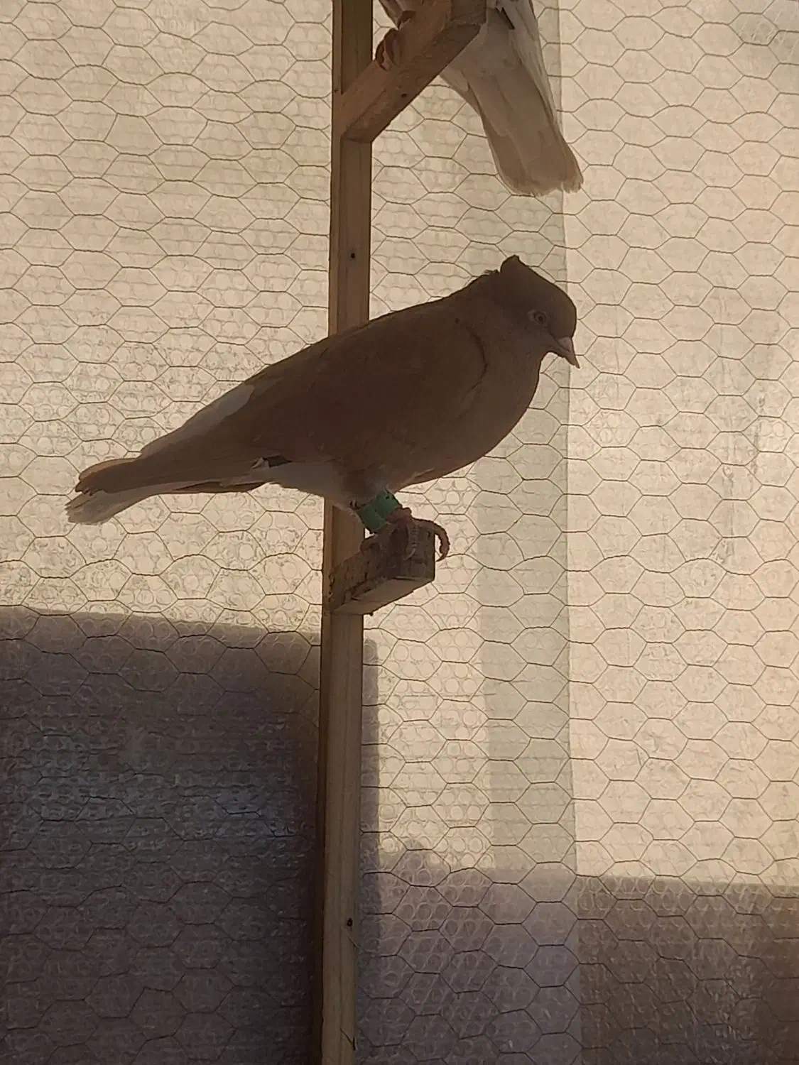 کفتر|پرنده|خمینی‌شهر, |دیوار