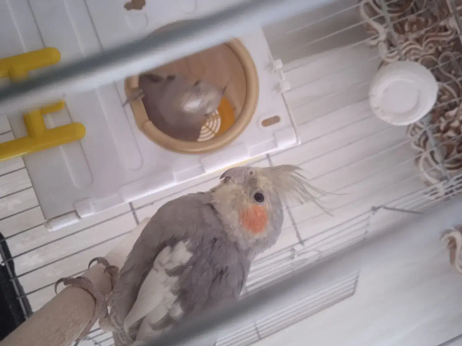 عروس هلندی|پرنده|بروجرد, |دیوار