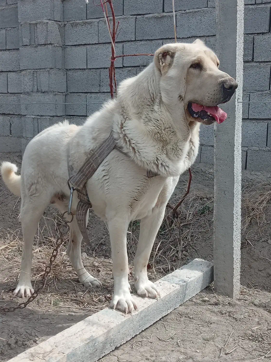 واگزاری‌سگ‌نگهبان|سگ|صومای برادوست, |دیوار