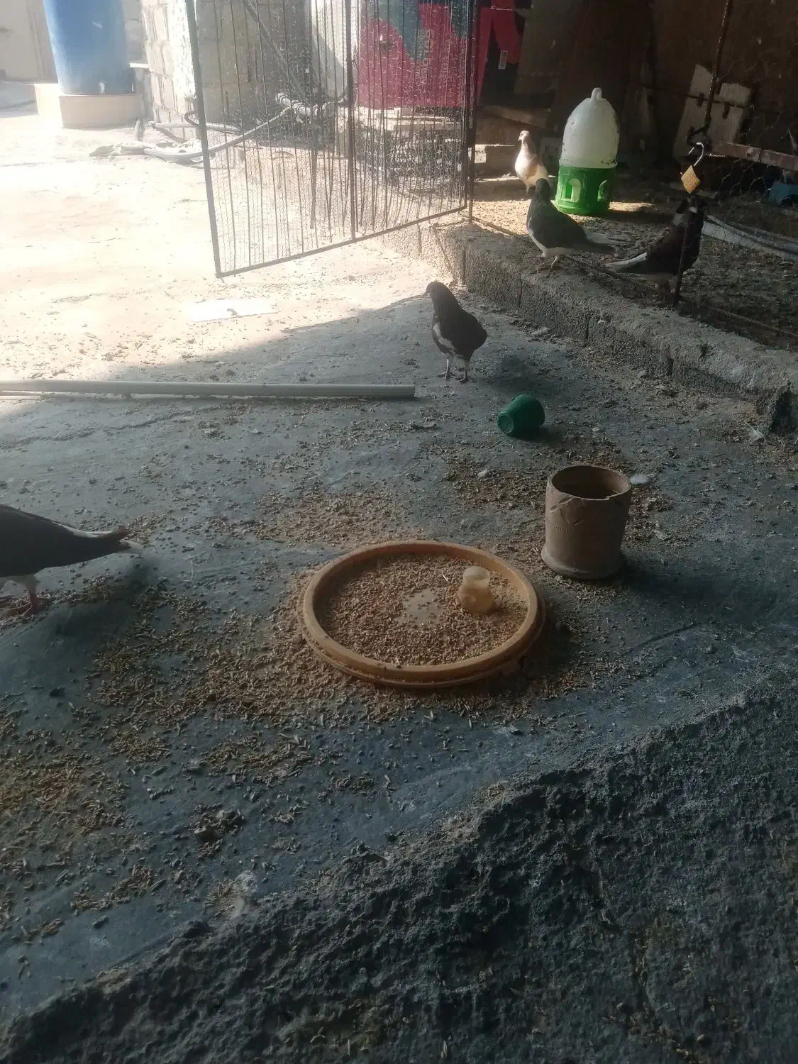 20تا کبوترشهری خوشرنگ|پرنده|برازجان, |دیوار