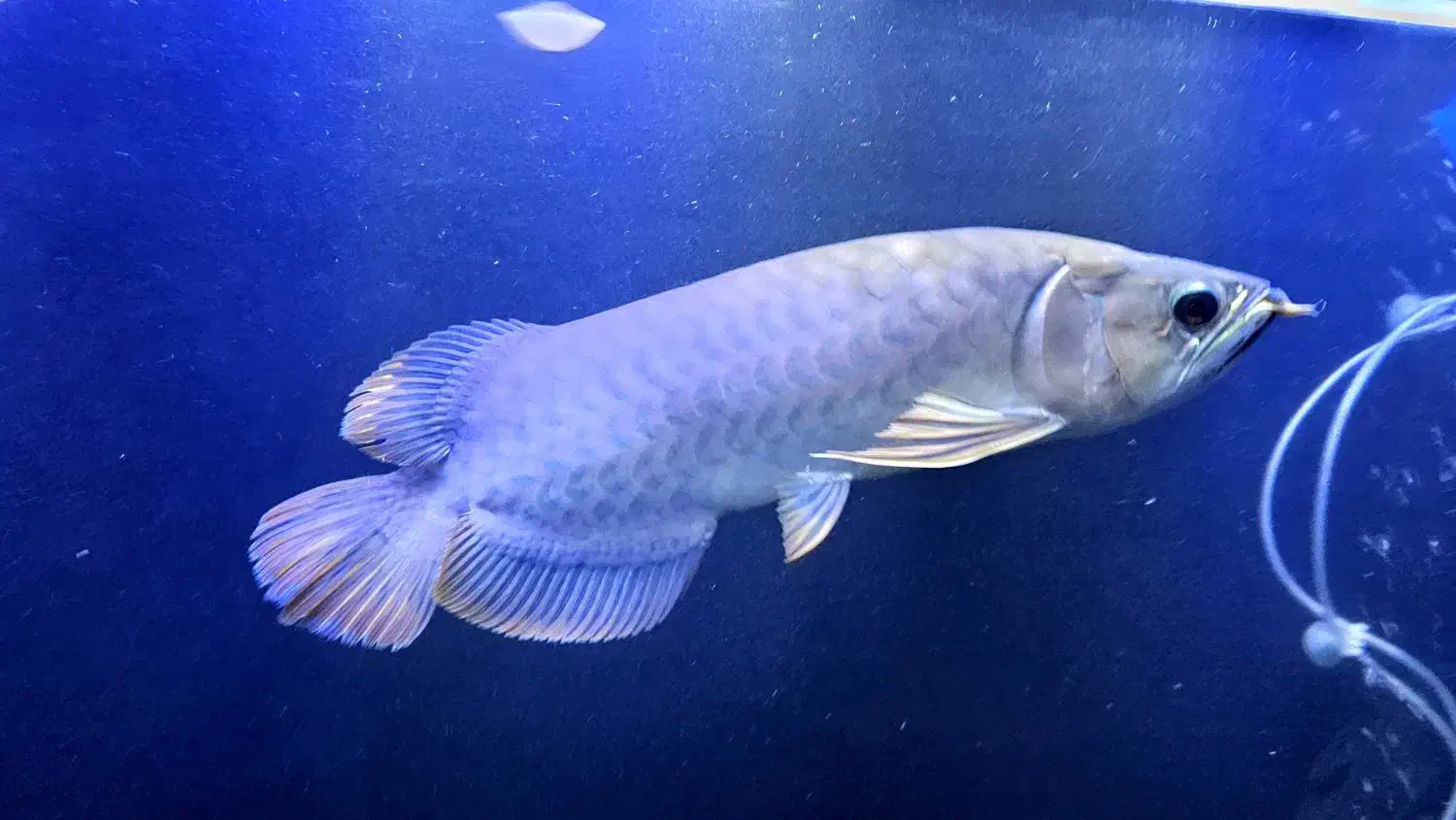 ماهی آروانا گلدن های بک ۳۰سانتی|ماهی|تهران, باغ خزانه|دیوار