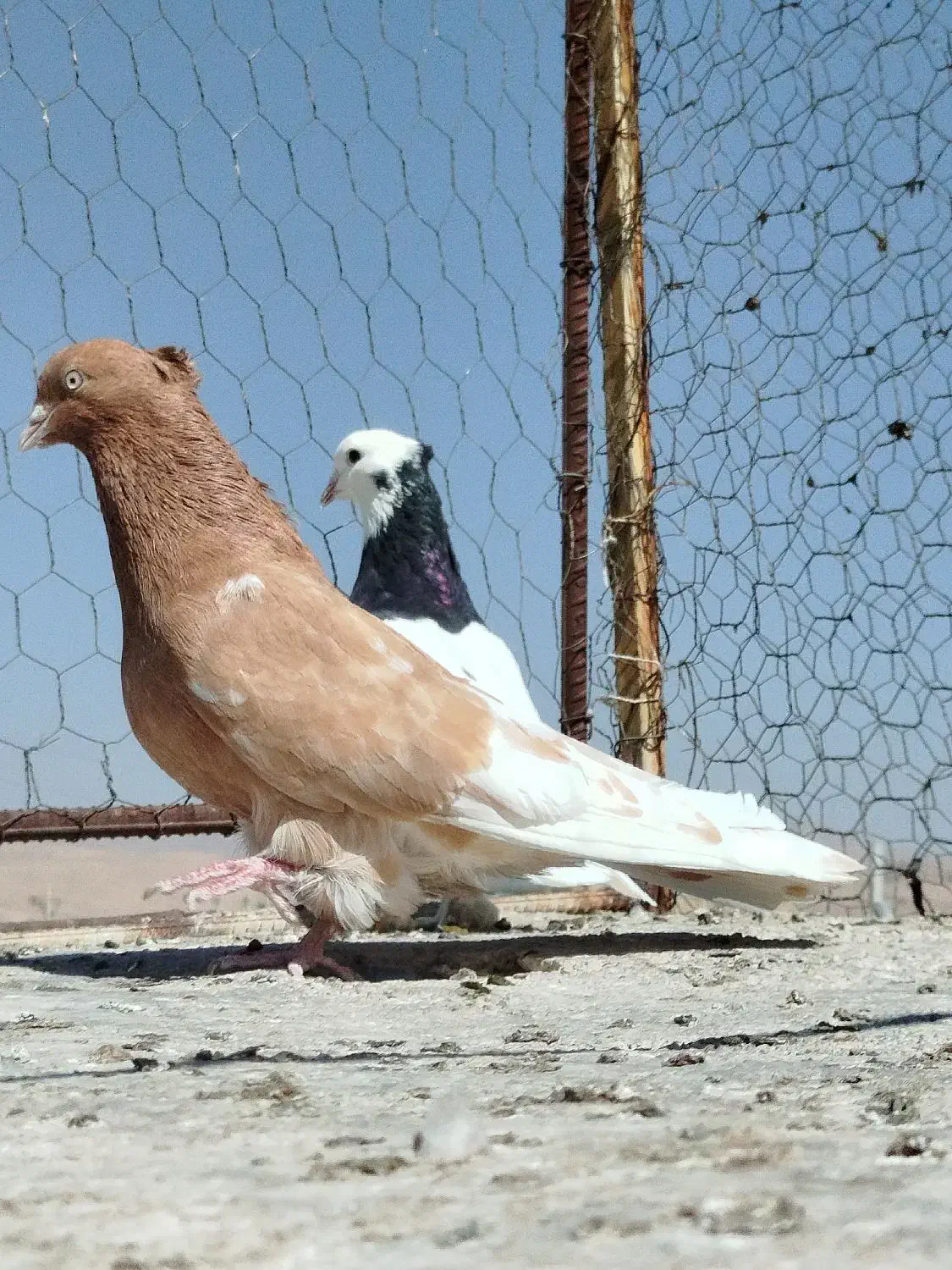 طوق پشتی فروشی|پرنده|شیراز, قلعه نو|دیوار