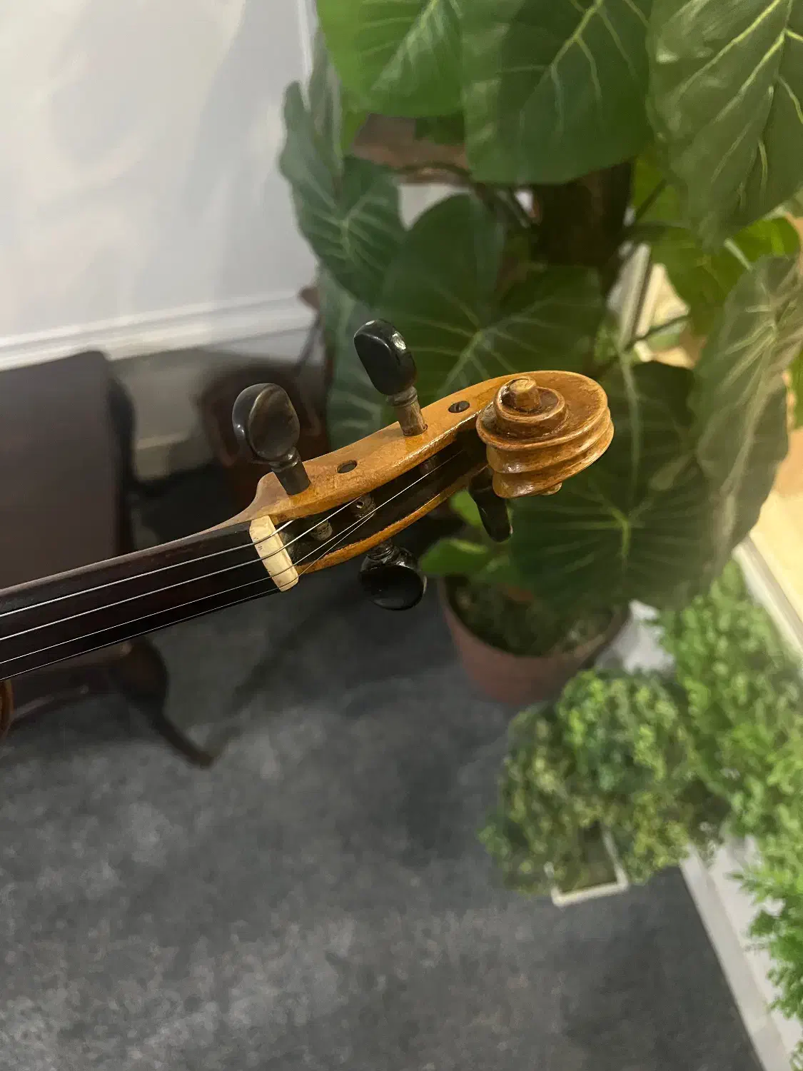 ویلن اروپایی|ویولن|تهران, دکتر هوشیار|دیوار