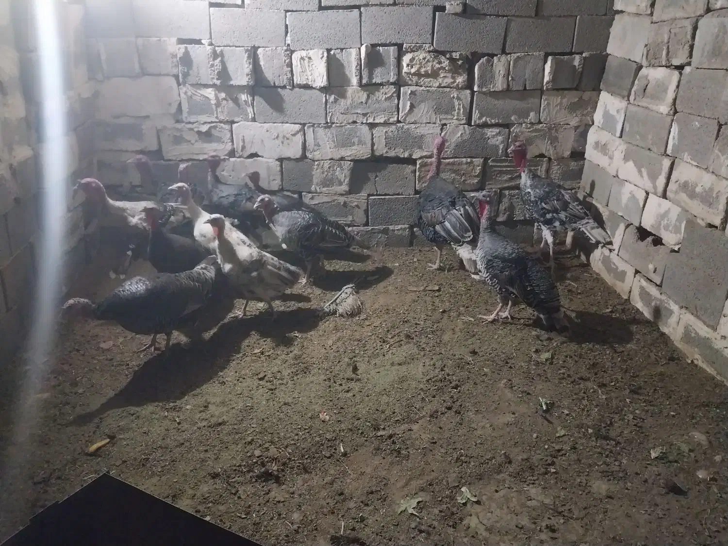 بوقلمو|حیوانات مزرعه|خورموج, |دیوار