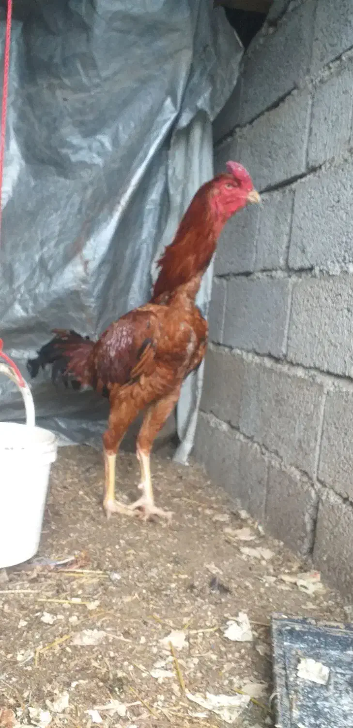 خروس لاری|حیوانات مزرعه|رشت, چله خانه|دیوار