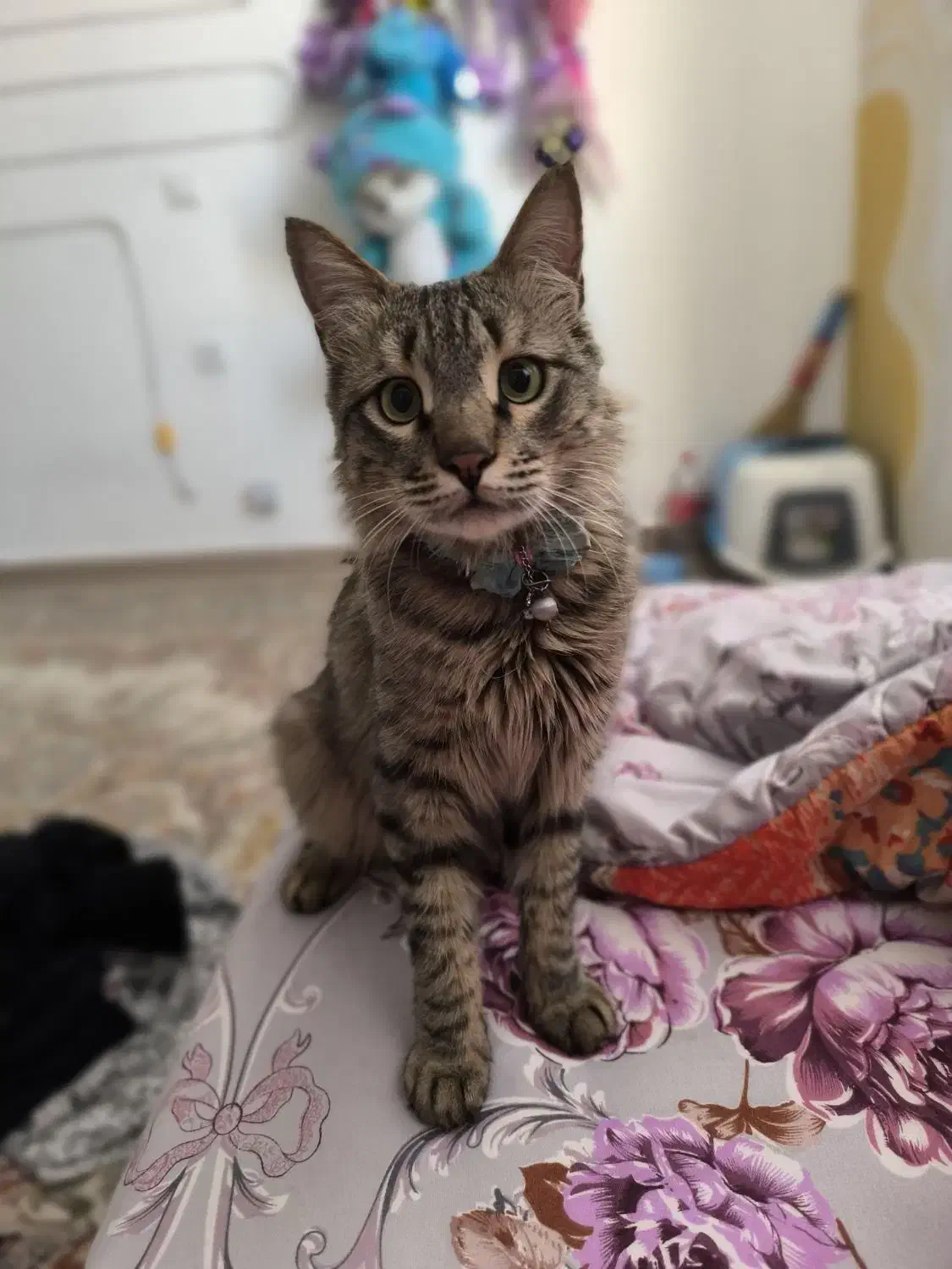 گمشده|گربه|قرچک, مهدیه|دیوار