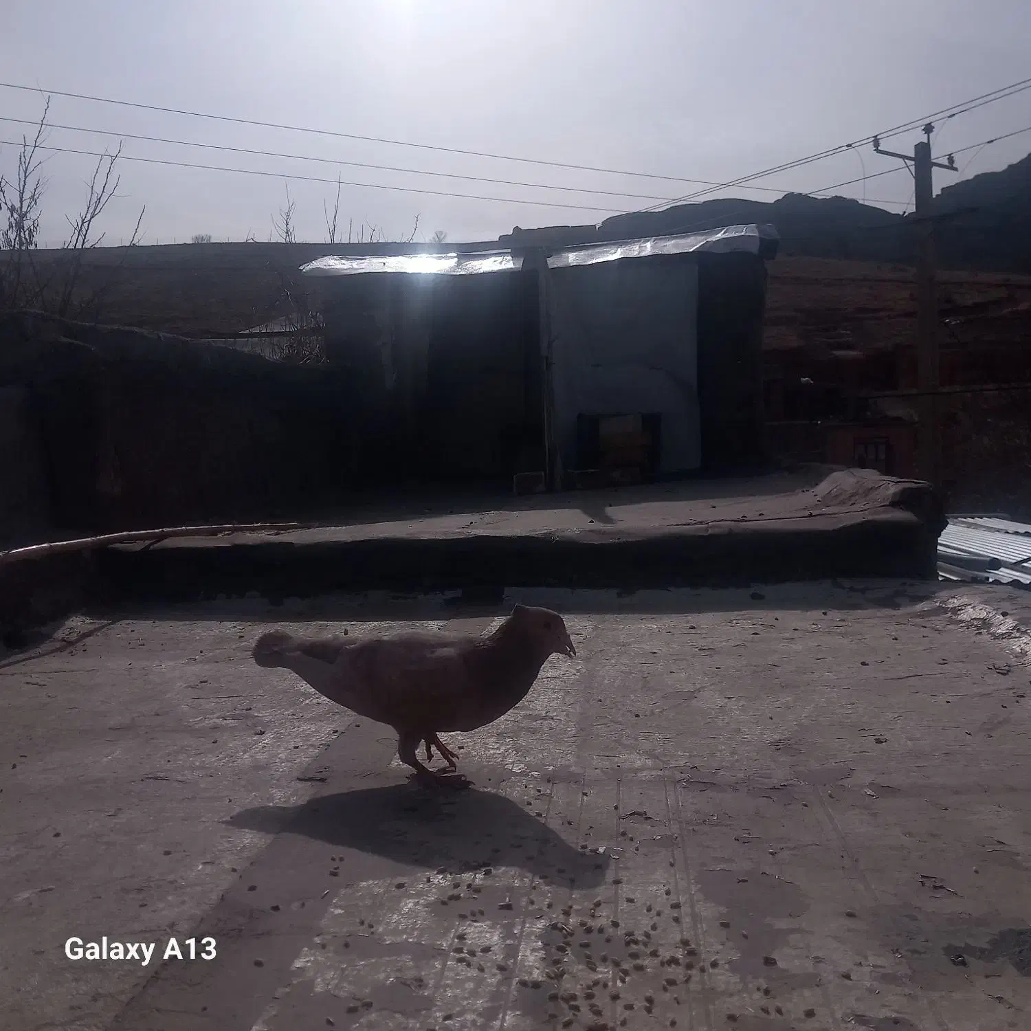 کبوتر زرد کاکلی پلاکی|حیوانات|خرم‌آباد, |دیوار