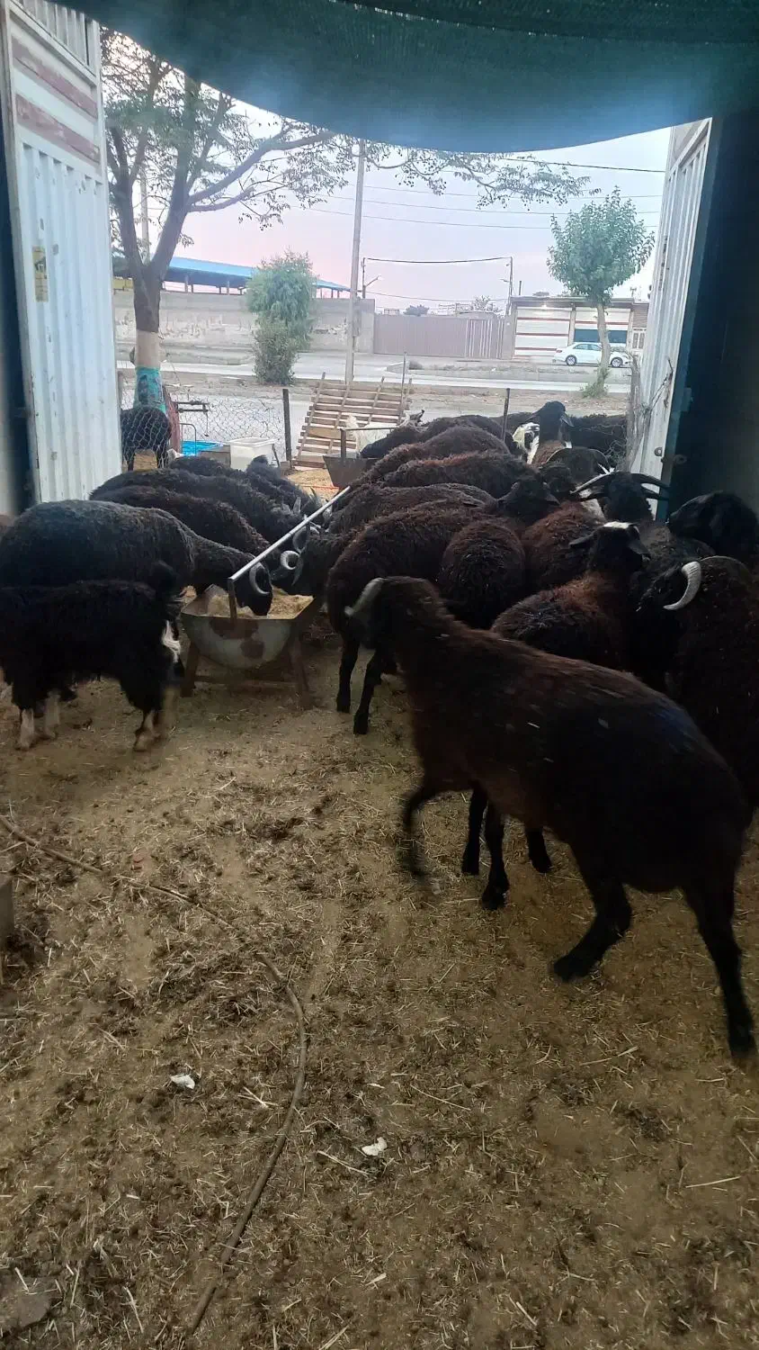 گوسفندزنده همراه باقصاب|حیوانات مزرعه|پاکدشت, پاکدشت (مامازند)|دیوار