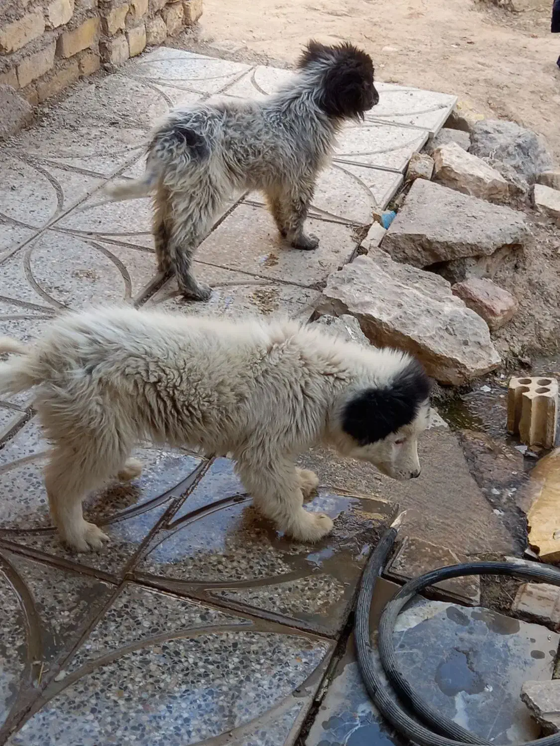 سگ قدرجونی|سگ|برخوار, |دیوار