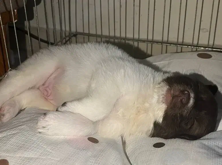 سگ با قفس|سگ|رشت, کوی طالقانی|دیوار