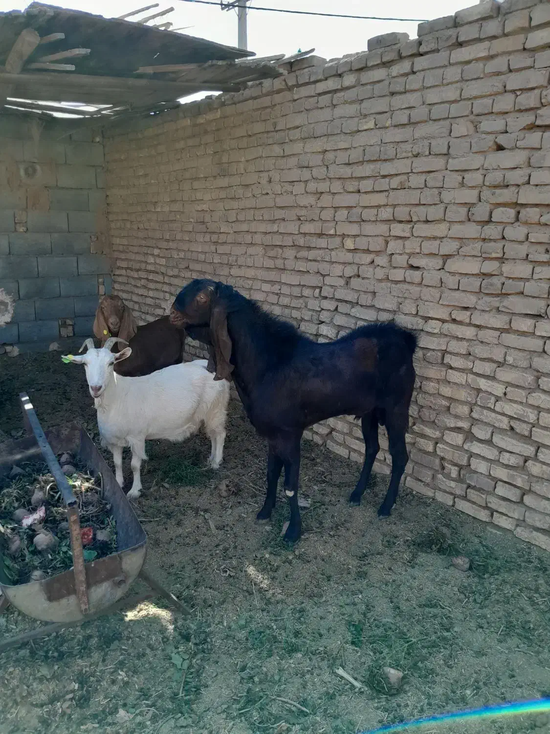 چپش|حیوانات مزرعه|اردکان, |دیوار