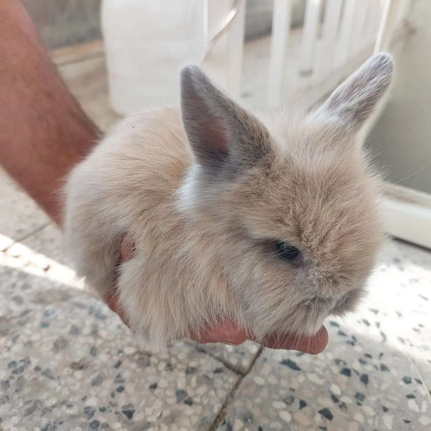 بچه خرگوش لوپ|موش و خرگوش|اصفهان, شاهد|دیوار