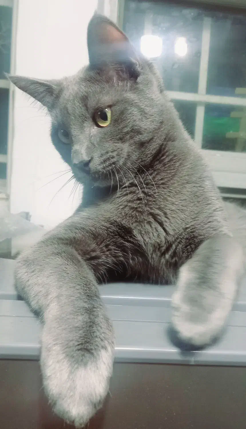 واگذاری گربه نژاد راشن بلو|گربه|لاهیجان, رجایی|دیوار