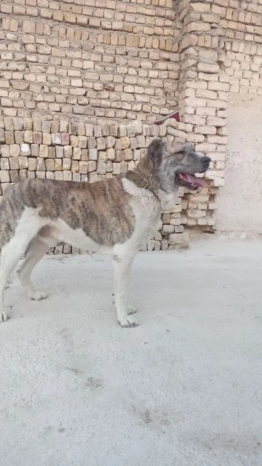 واگذاری سگ نگهبان|سگ|مشهد, شهید شهریاری|دیوار