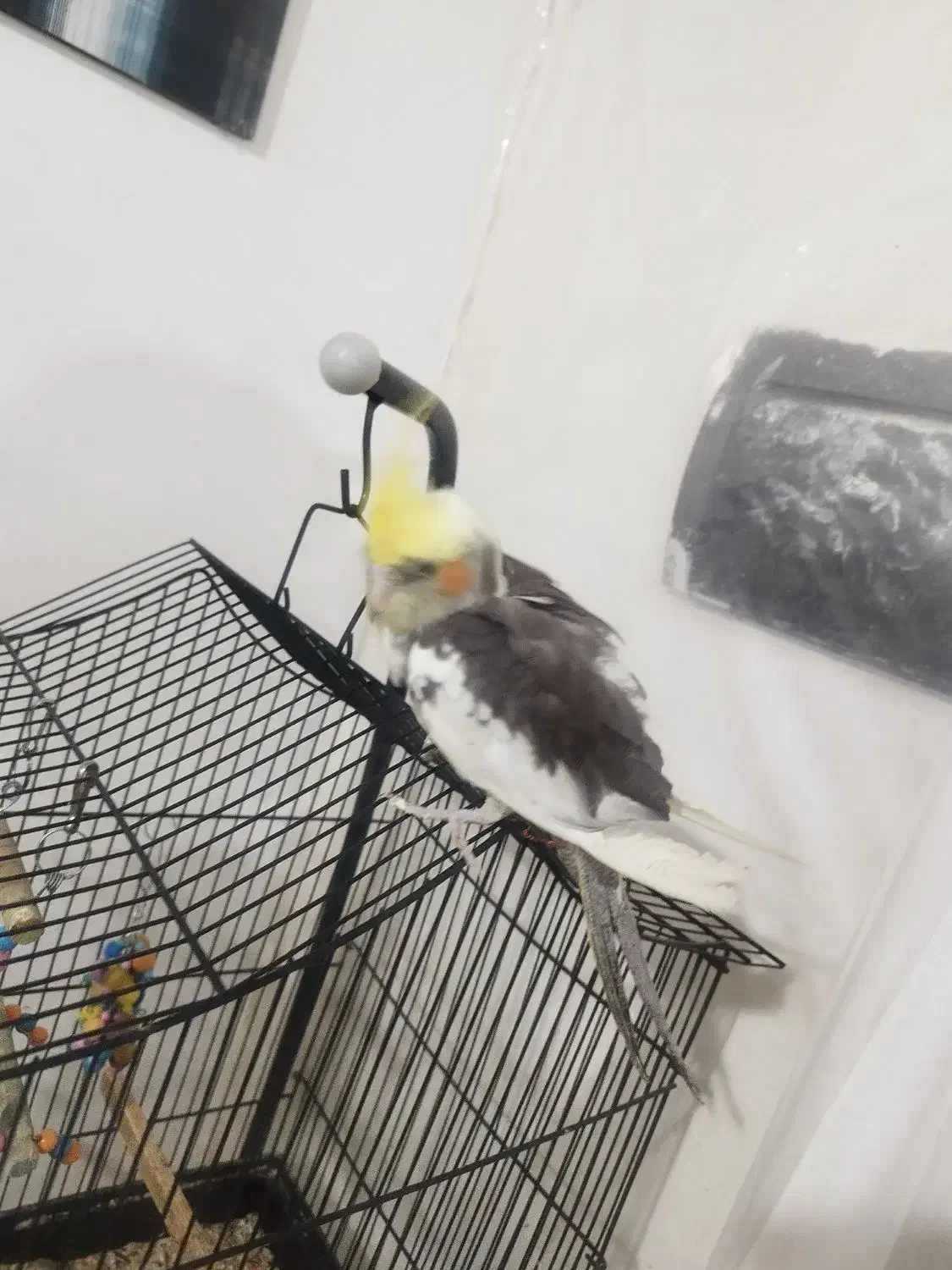 عروس هلندی|پرنده|ارومیه, |دیوار