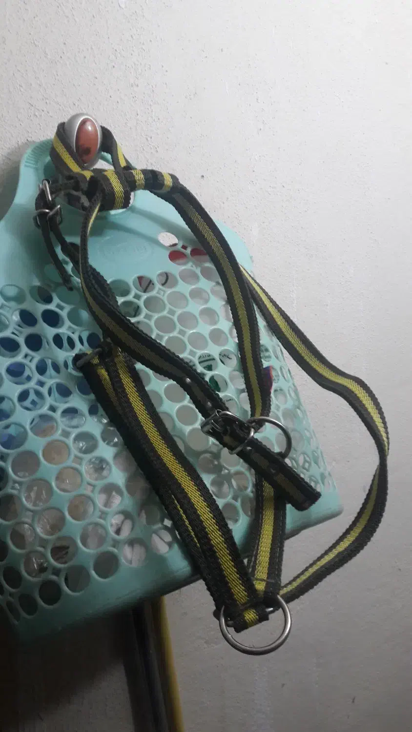 ابساروسینه بند|لوازم جانبی حیوانات|تهران, باغ خزانه|دیوار