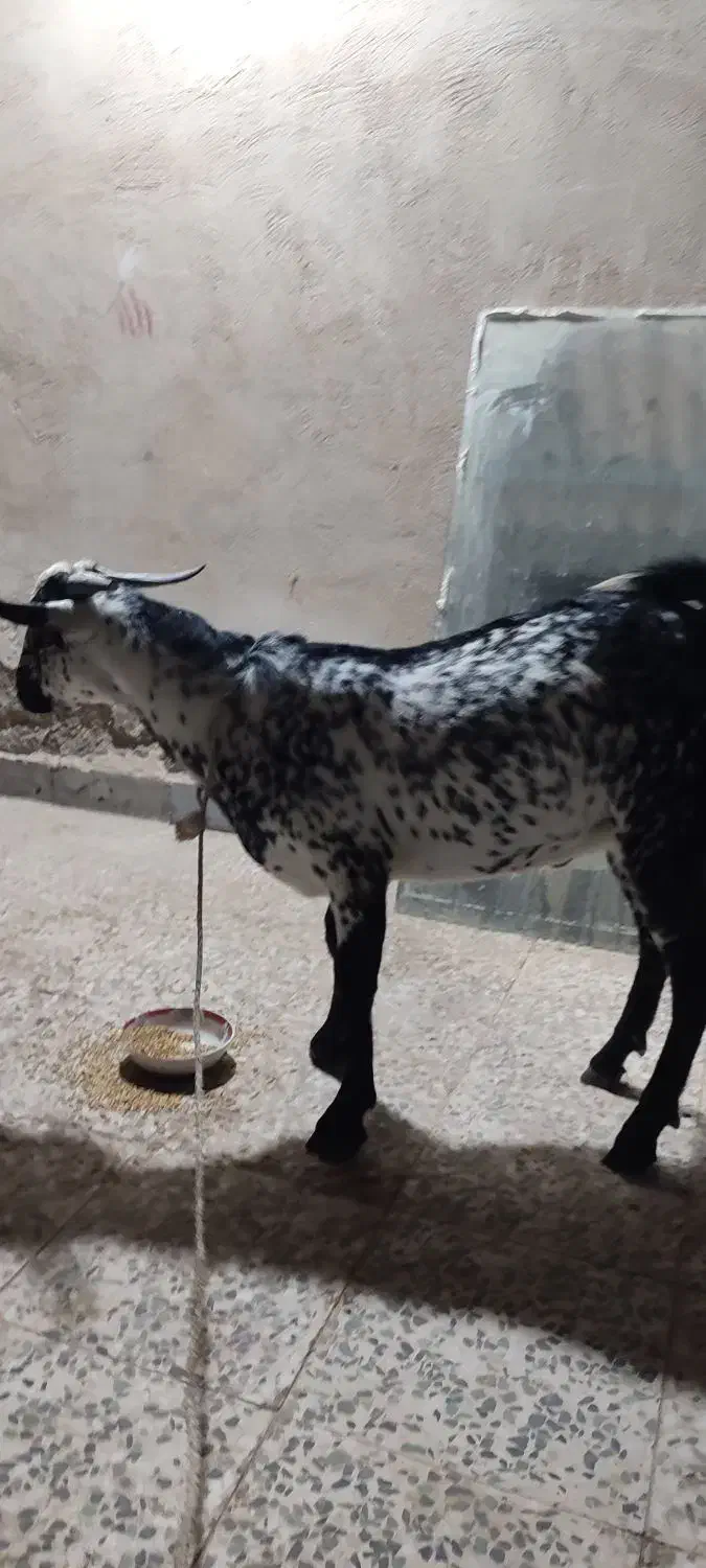 کهره نر|حیوانات مزرعه|بندرعباس, |دیوار