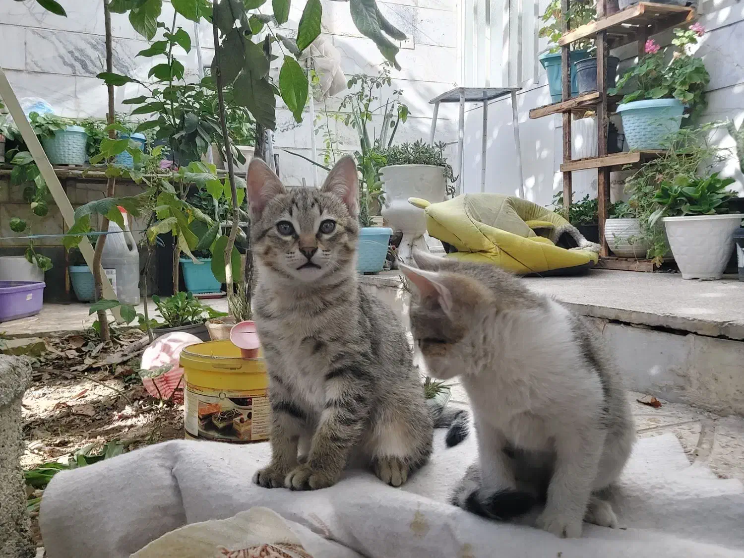 گربه dsh|گربه|شهریار, اسکمان|دیوار