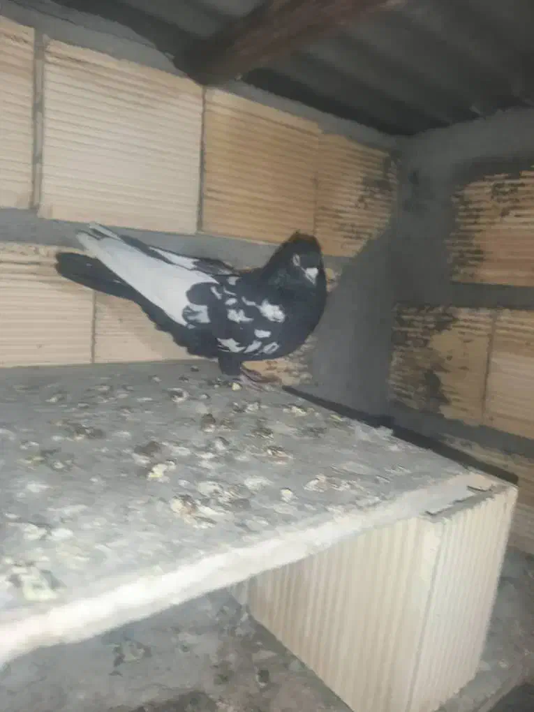 کبوتر|پرنده|اهواز, کوی ترابری|دیوار