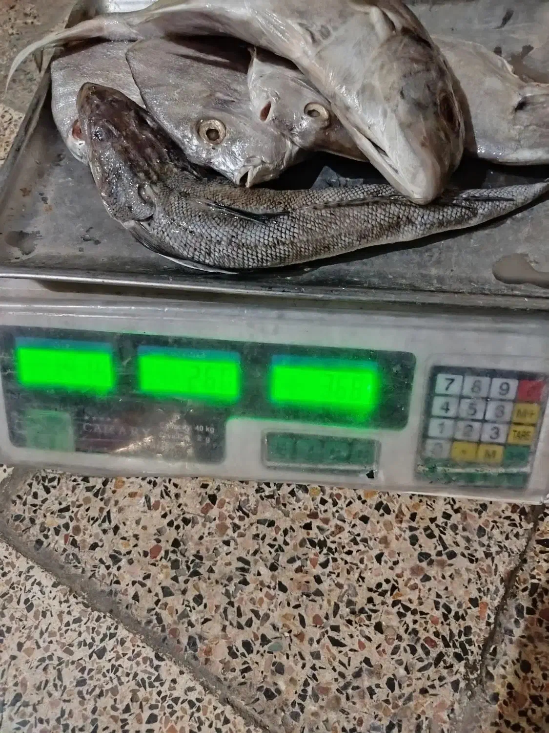 ماهی جش و عروس|ماهی|بندر ماهشهر, |دیوار