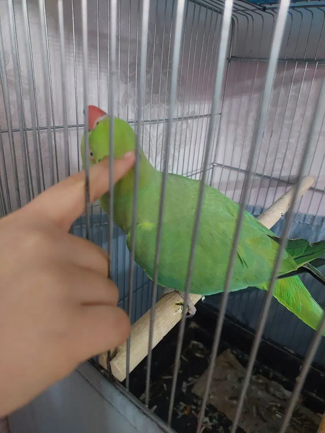 طوطی ملنگو ماده مست|پرنده|تهران, مختاری|دیوار