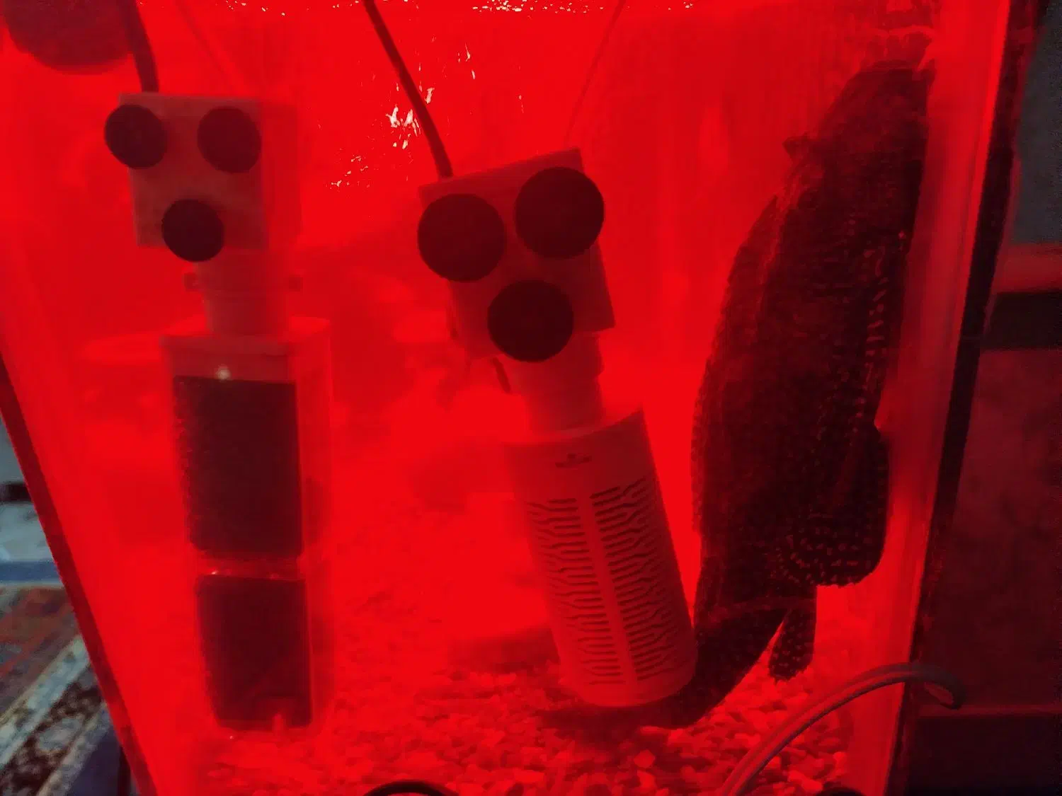 لجنخوار سایز بزرگ اسپرت|ماهی|اسدآباد, |دیوار