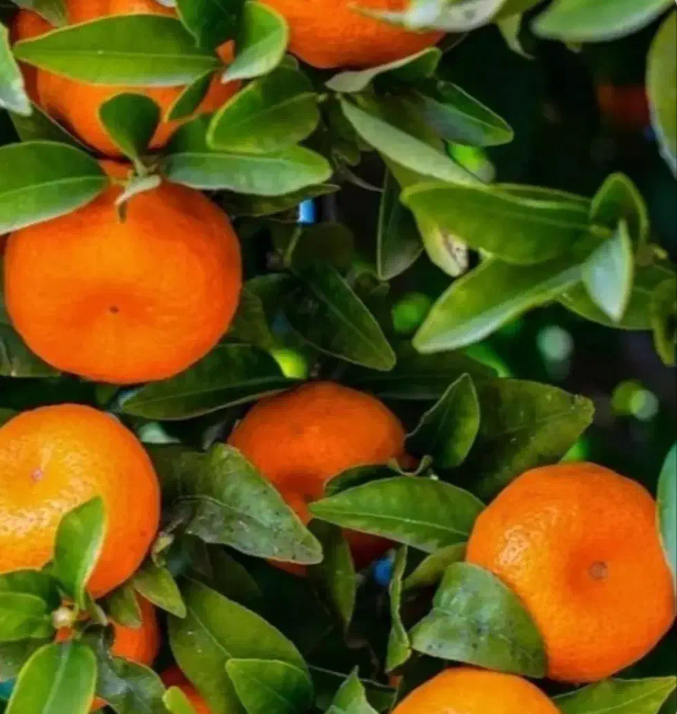 ریشه پرتقال تامسون|گل و گیاه طبیعی|ایلام, |دیوار