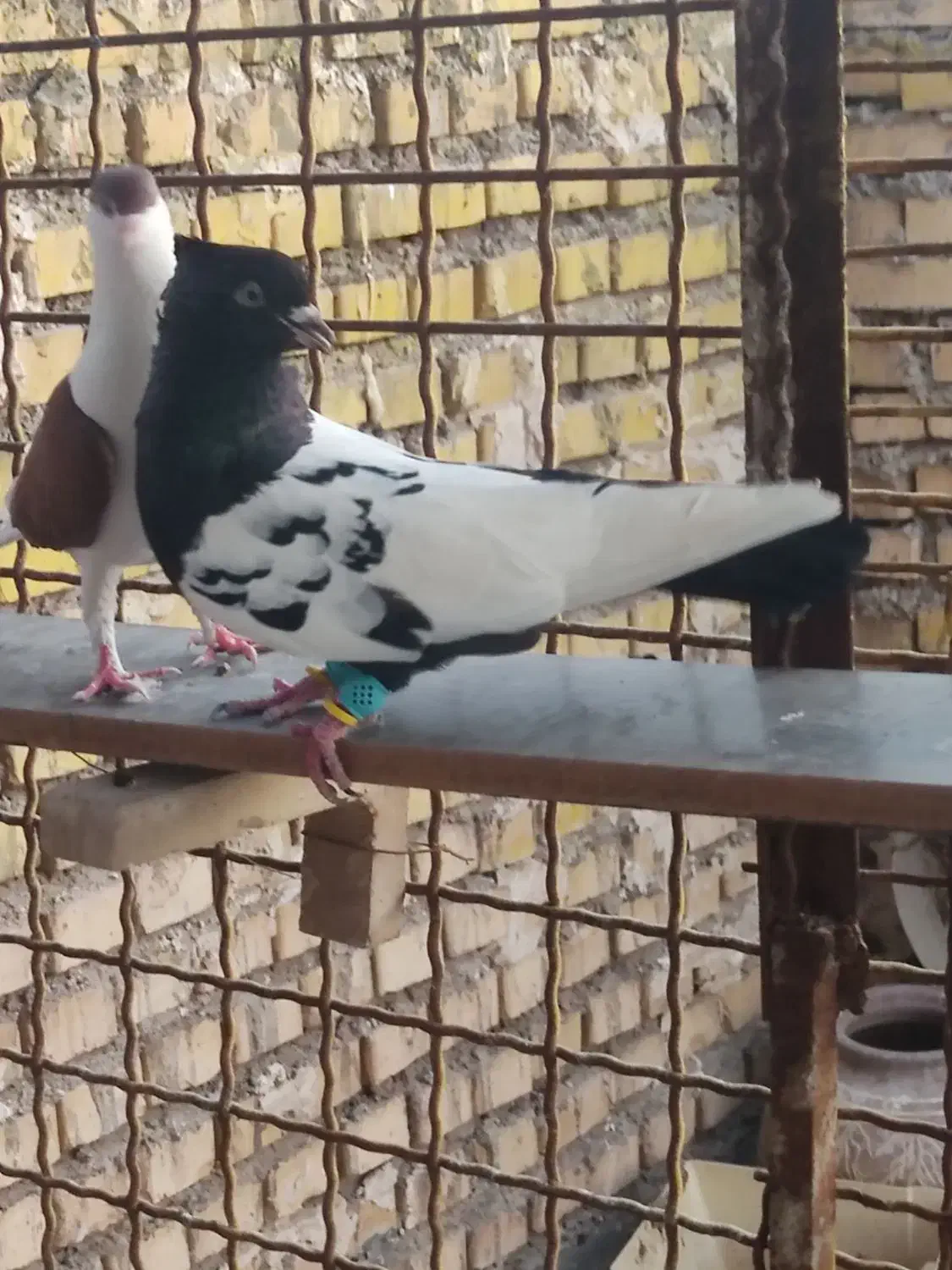 سینه سیاه|پرنده|خرمشهر, |دیوار