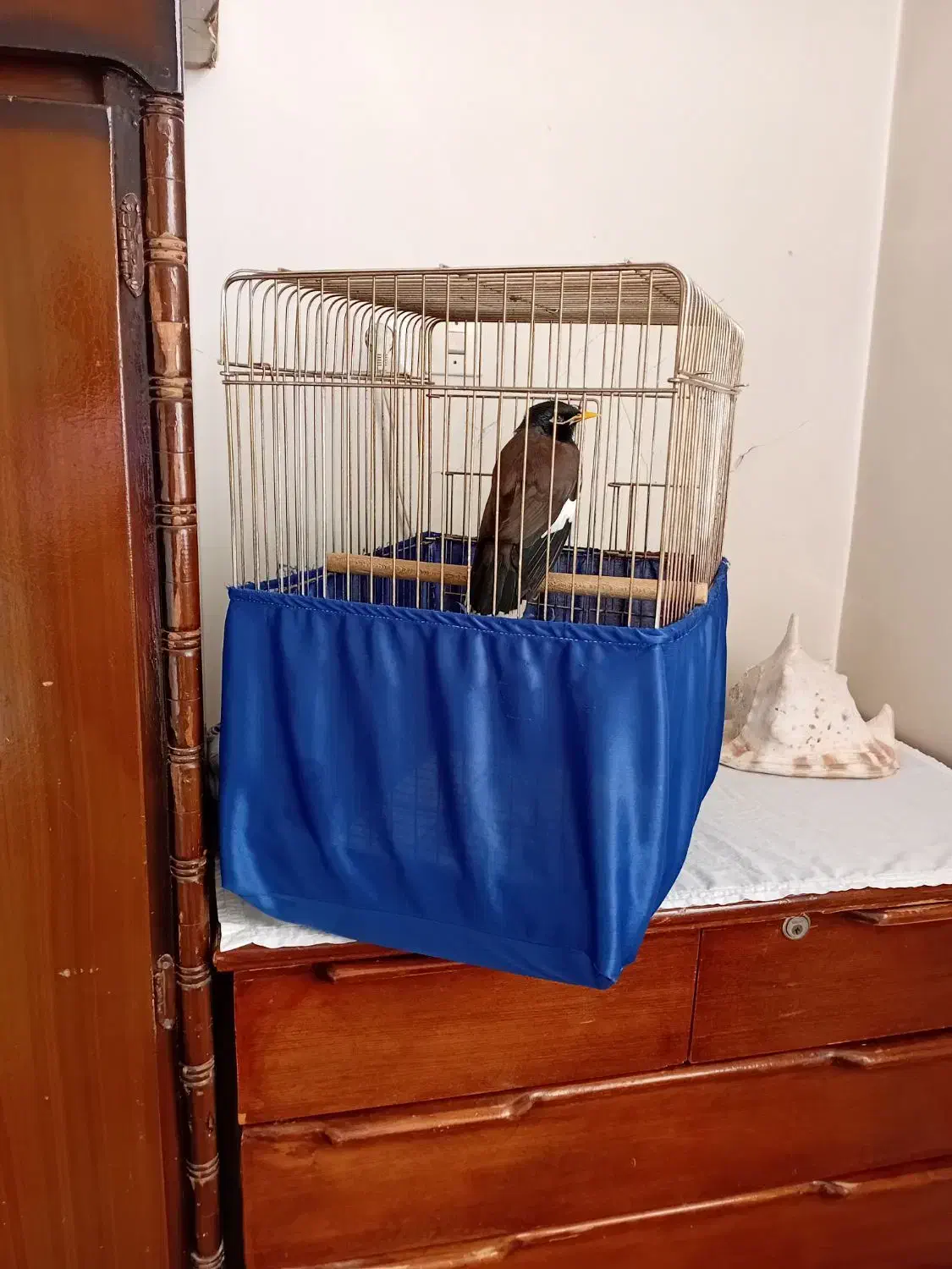 مرغ مینا|پرنده|محمدشهر, محمدشهر|دیوار