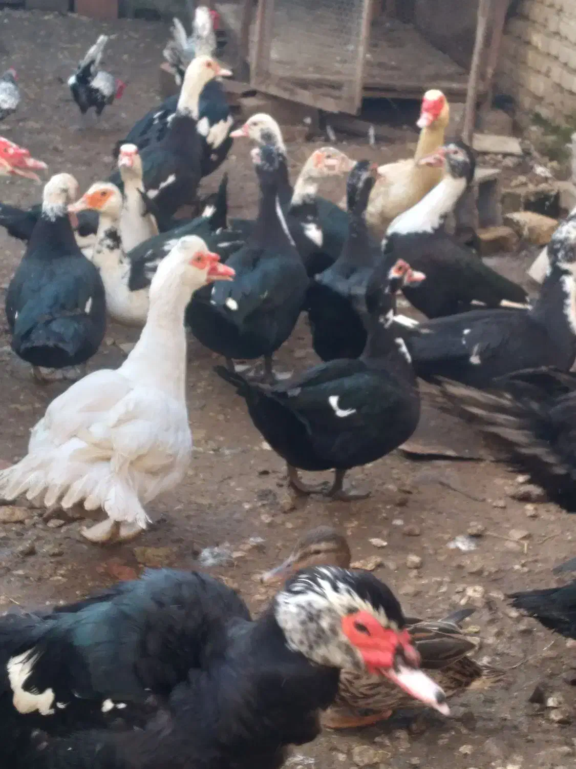 اردک اسراعیلی|حیوانات مزرعه|بهشهر, |دیوار