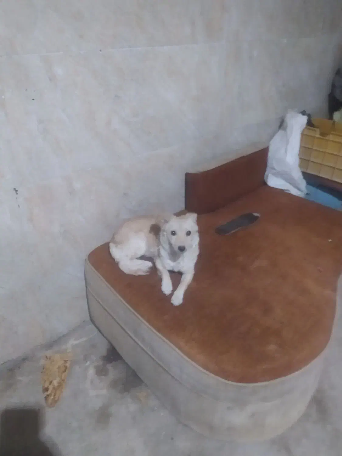 سگ پاکوتاه فروش فوری|سگ|آشخانه, |دیوار